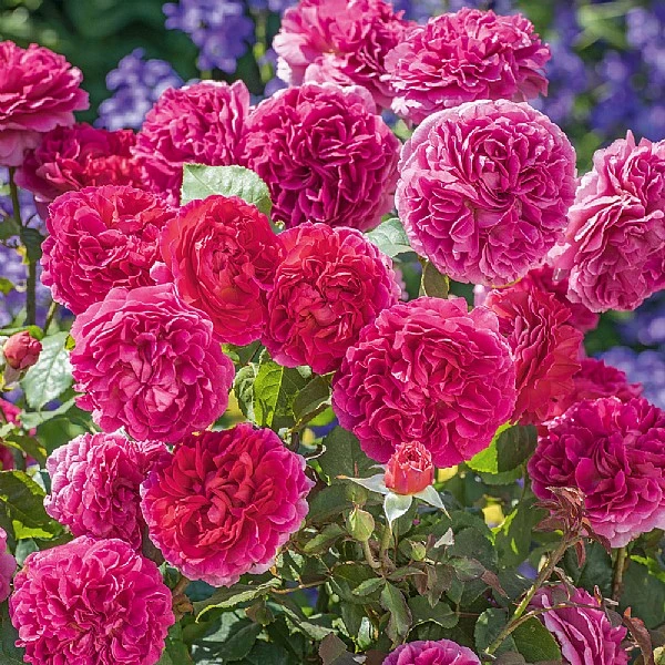 Gabriel Oak Rose 1 Gabriel Oak Rose