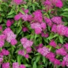 Spiraea 'Japonica Shirobana'