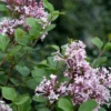 Syringa 'Meyeri Palibin'