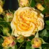 Tereza Parade Rose