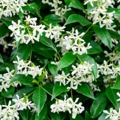 Trachelospermum Jasminoides