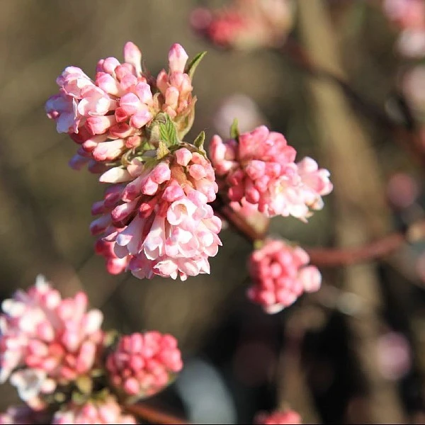 Viburnum X Bodnantse 'Dawn' 1 Viburnum X Bodnantse 'Dawn'