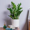 ZZ Plant (Zamioculcas Zamiifolia)