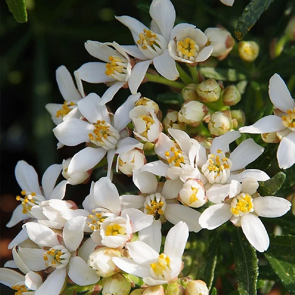 Elho || Westland || KOOPMAN Sales 12 Elho || Westland || KOOPMAN Sales -Elho || Westland || KOOPMAN Sales CHOWHDA