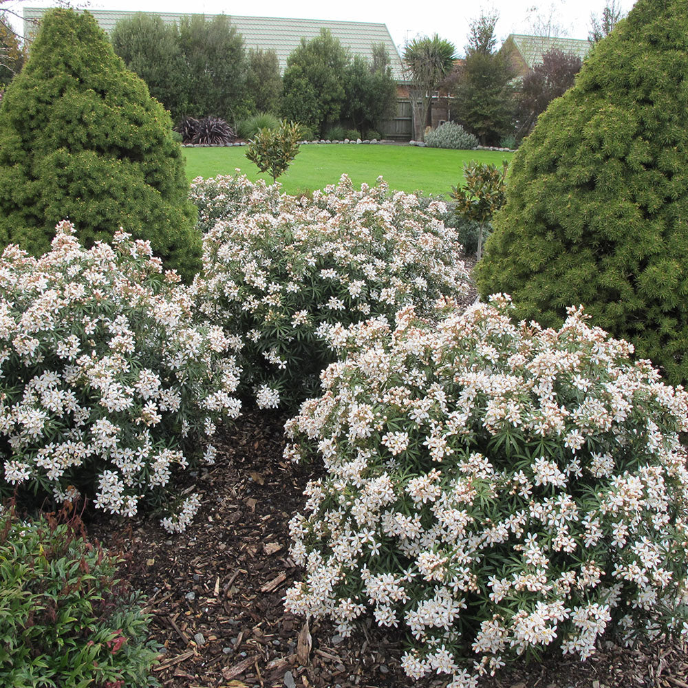 Elho || Westland || KOOPMAN Sales 13 Elho || Westland || KOOPMAN Sales -Elho || Westland || KOOPMAN Sales choysia white dazzler