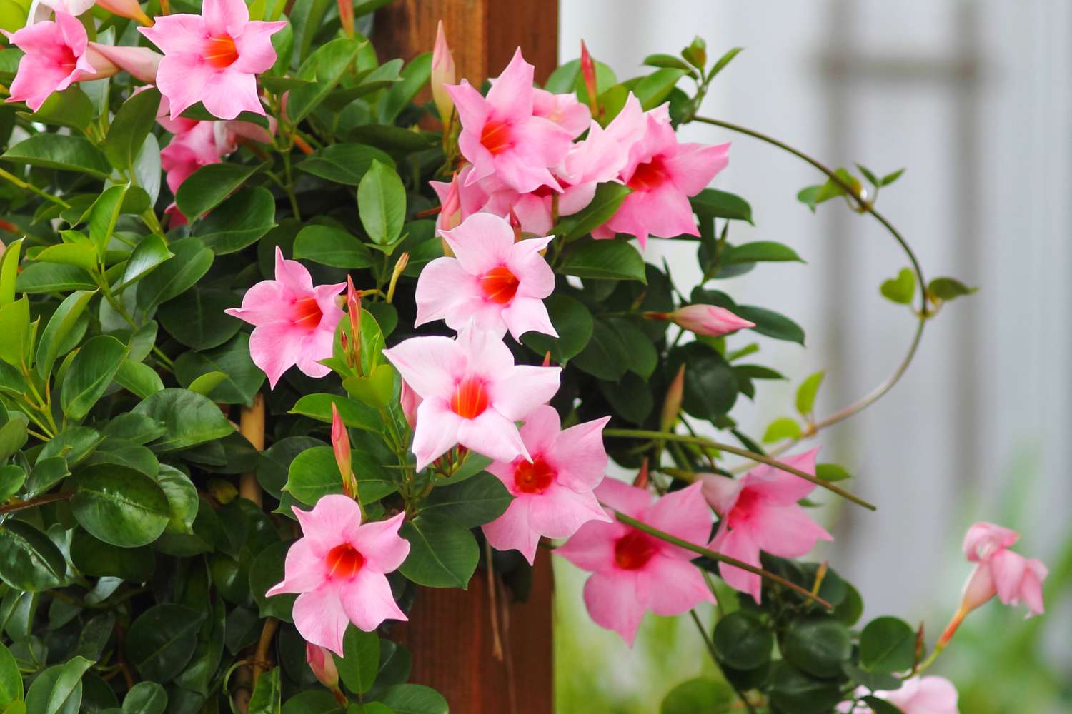 Elho || Westland || KOOPMAN Sales 1 Elho || Westland || KOOPMAN Sales -Elho || Westland || KOOPMAN Sales climbing plants fences pergolas mandevilla getty 0823 922f0ef6d6c94f4991e32cba4e6a2ce1